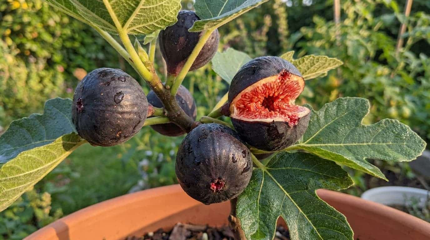close up of negronne figs with dark fruit and red flesh among fresh green fig leaves