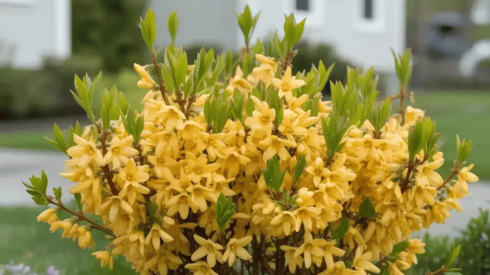 Forsythia-shrub-image