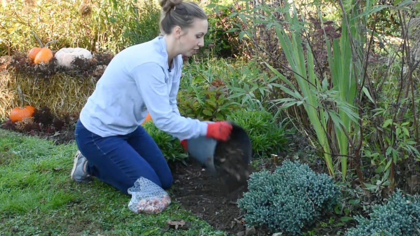 gardener covering planted spring bulbs with soil in a prepared backyard garden bed outdoors