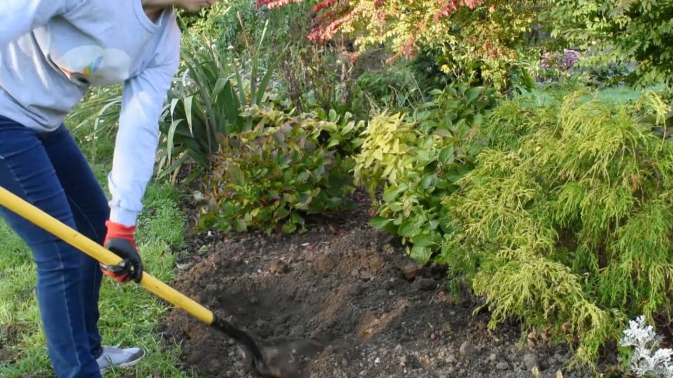 gardener digging a fresh garden bed with a shovel to prepare soil for planting spring bulbs