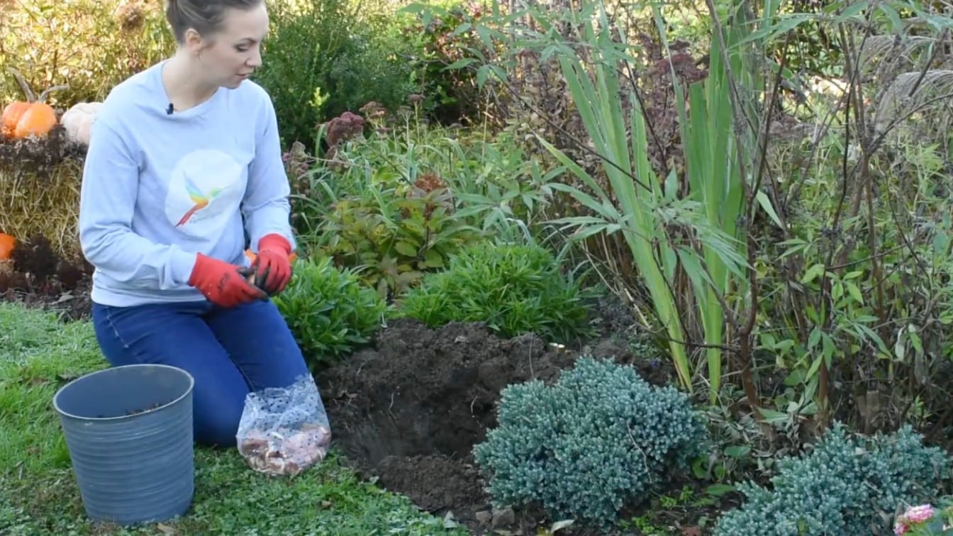 gardener holding spring bulbs beside a prepared flower bed with a bucket on the green lawn