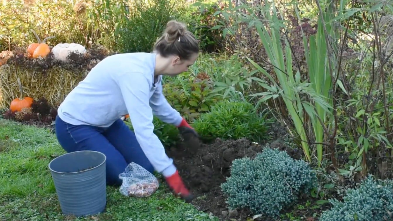 gardener placing spring bulbs in prepared soil near shrubs and fall garden plants outdoors