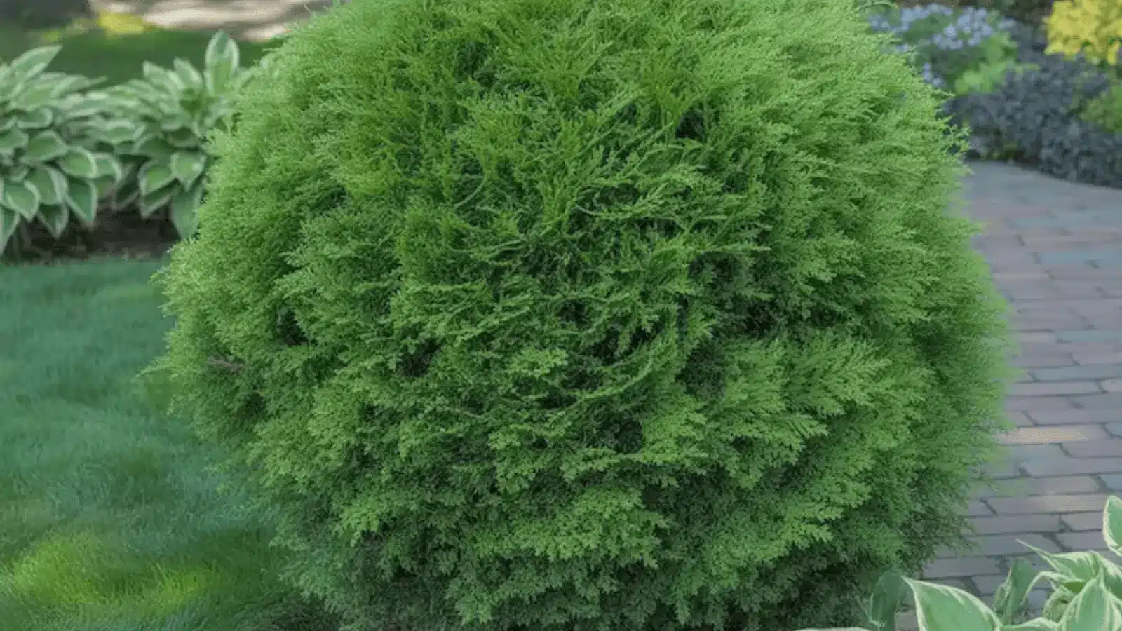 Globe Arborvitae-shrub-image
