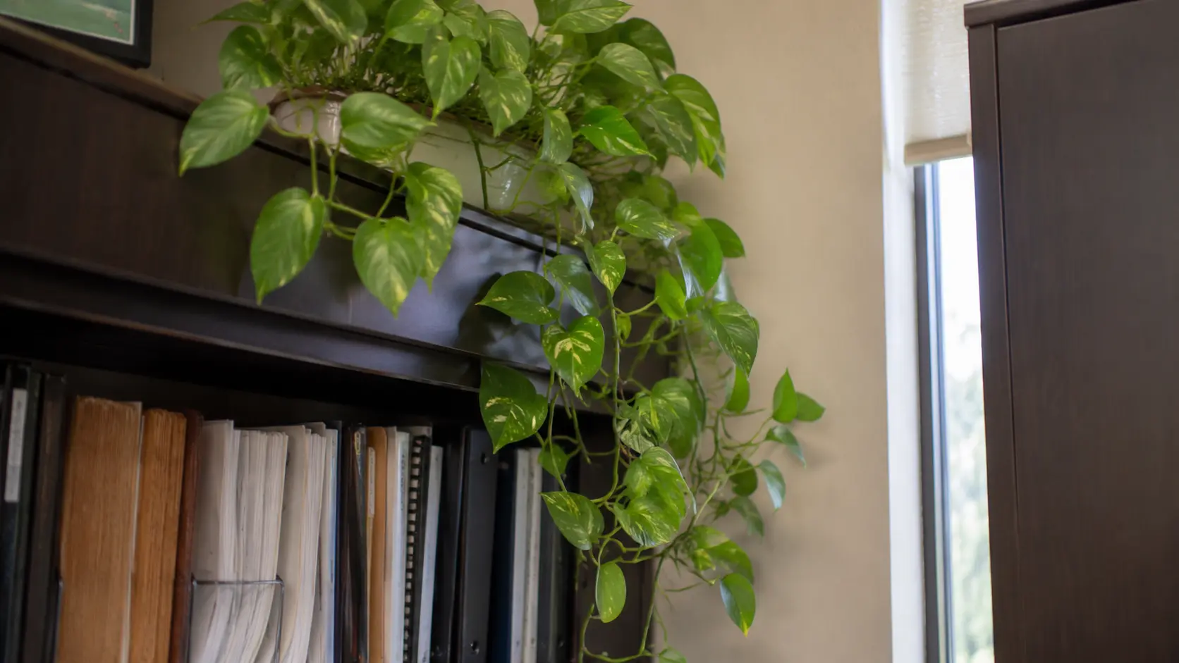 _golden pothos trailing from a shelf in an office beside books and a window
