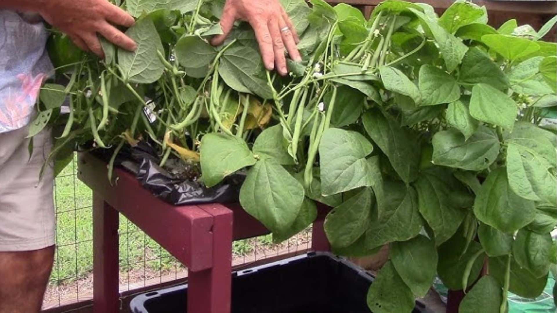 green-beans