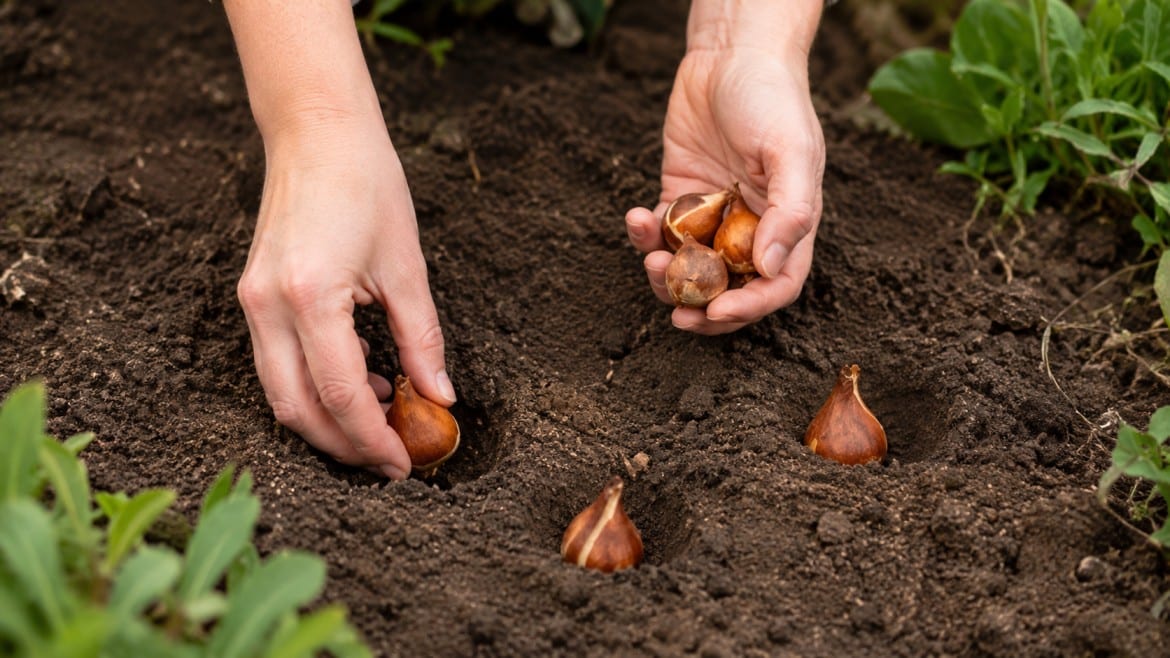 hands planting tulip bulbs into rich, dark soil green leaves are visible around the edges