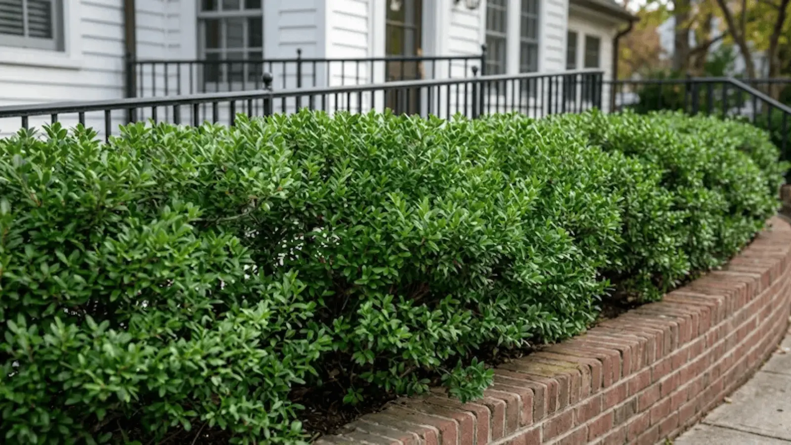 Inkberry Holly-shrub-image