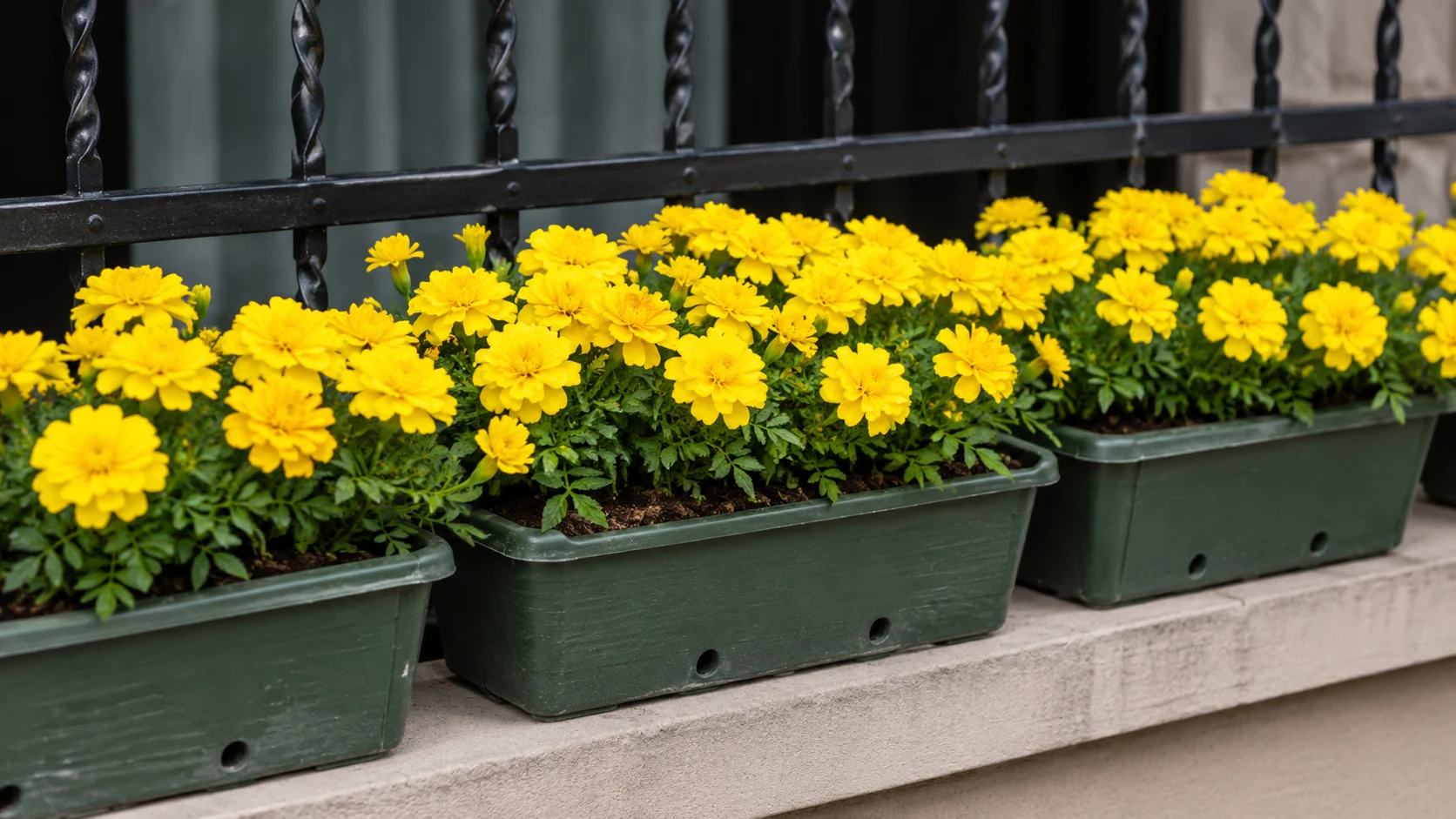 janie yellow french marigolds growing in a narrow outdoor planter with low even height