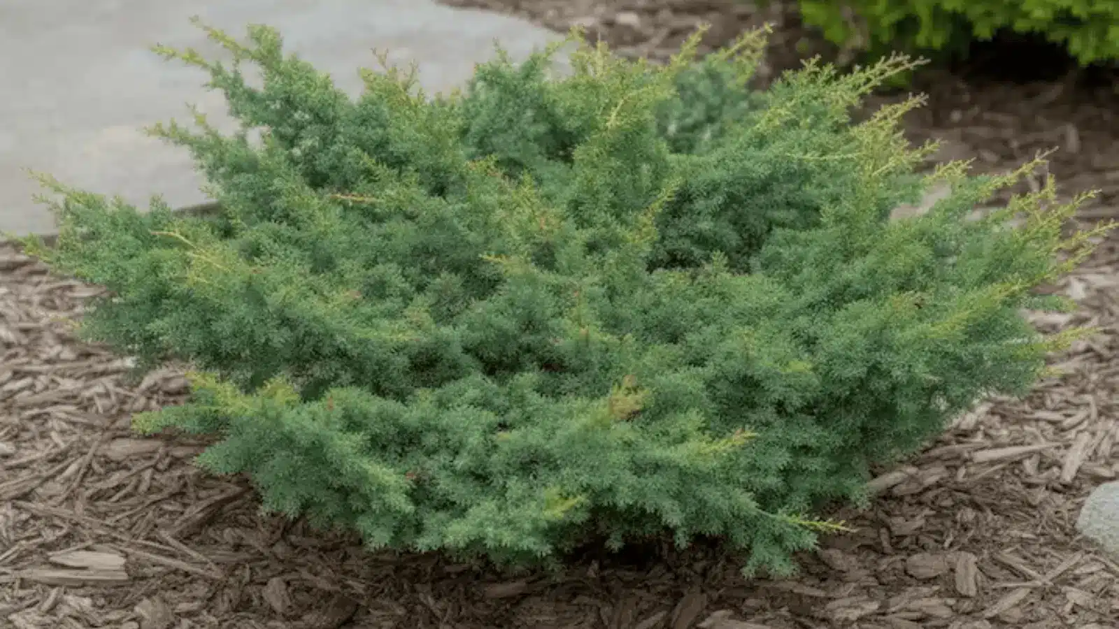 Juniper-shrub-image
