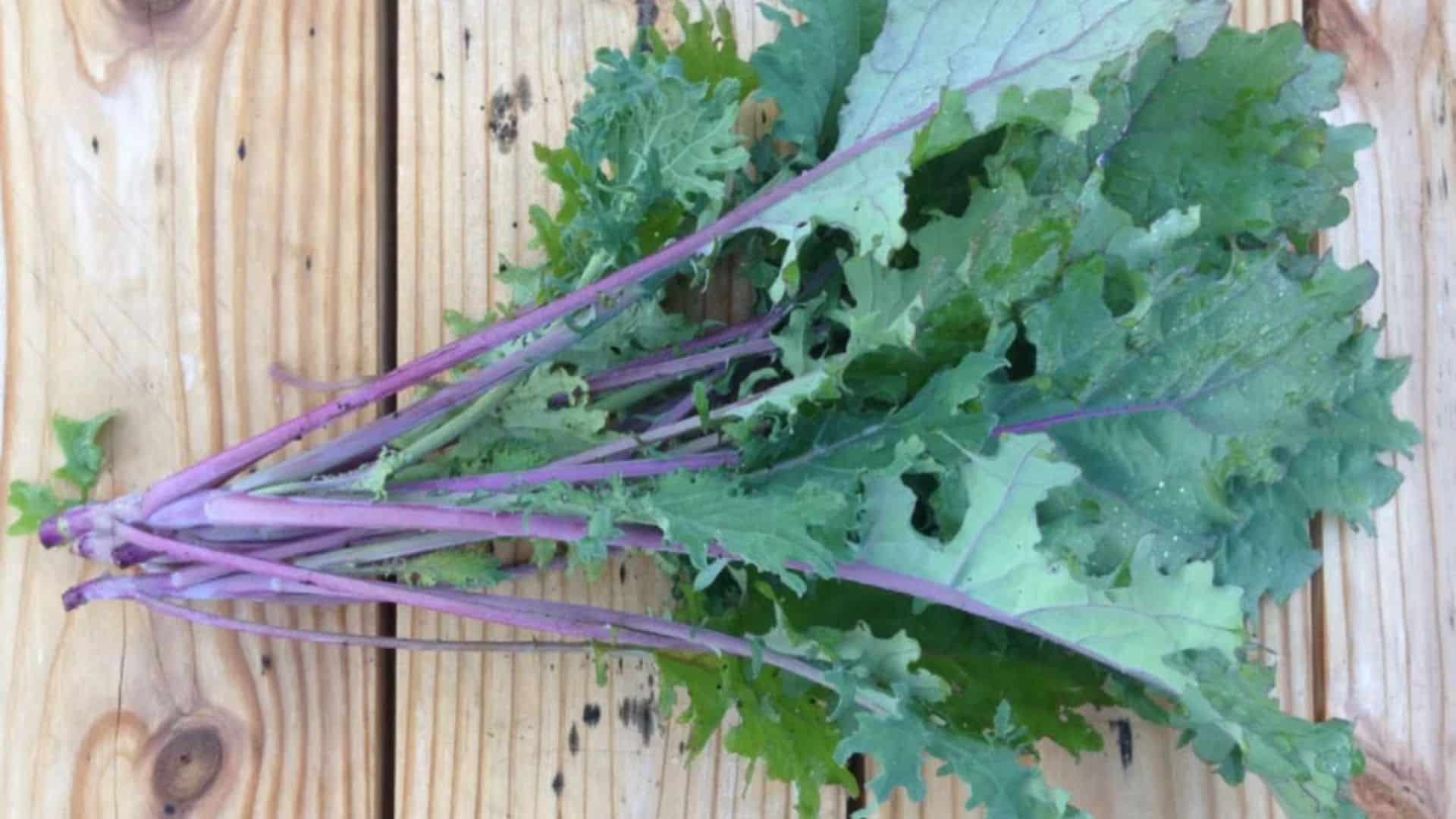 kale-red-russian