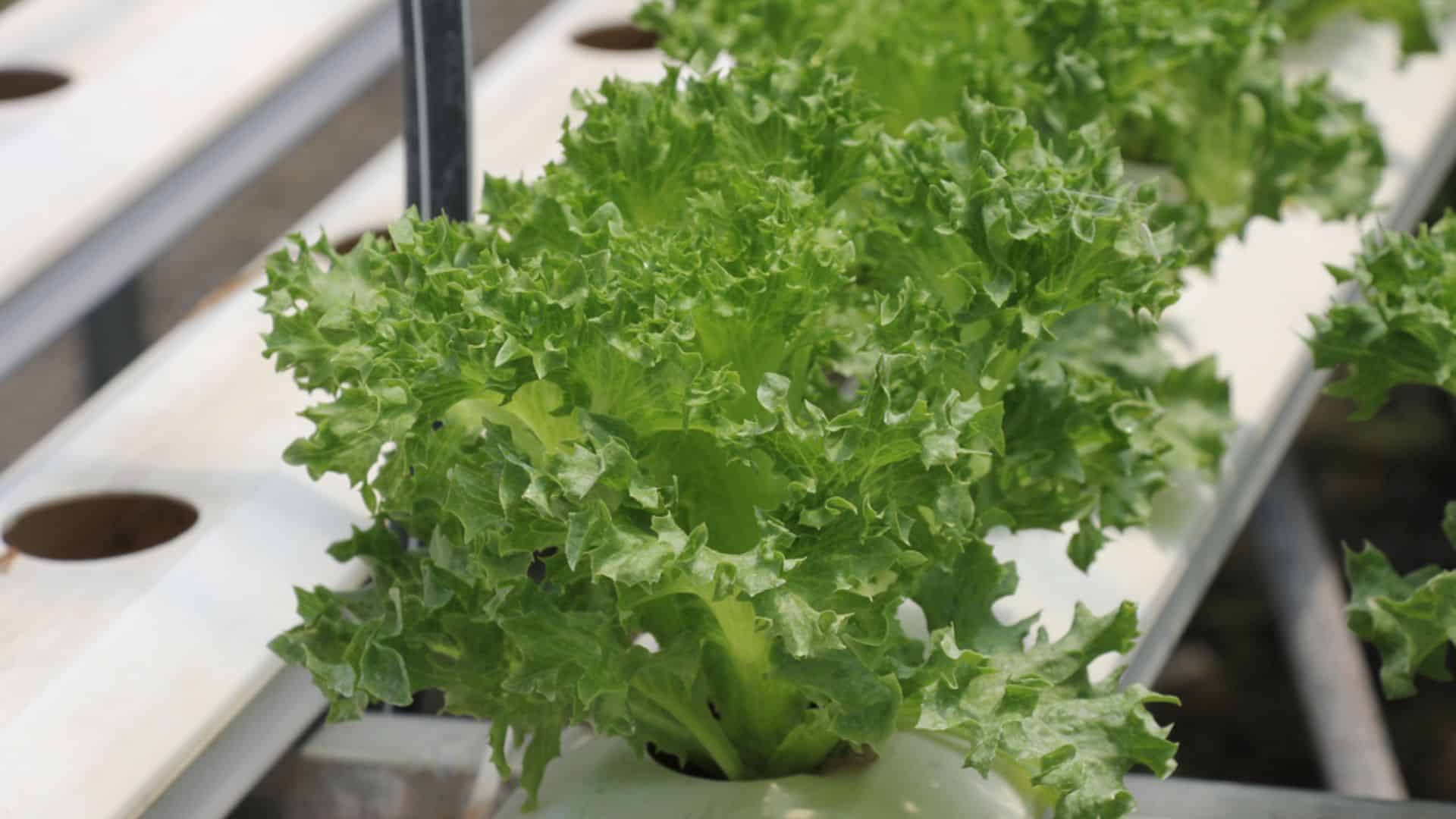 kale