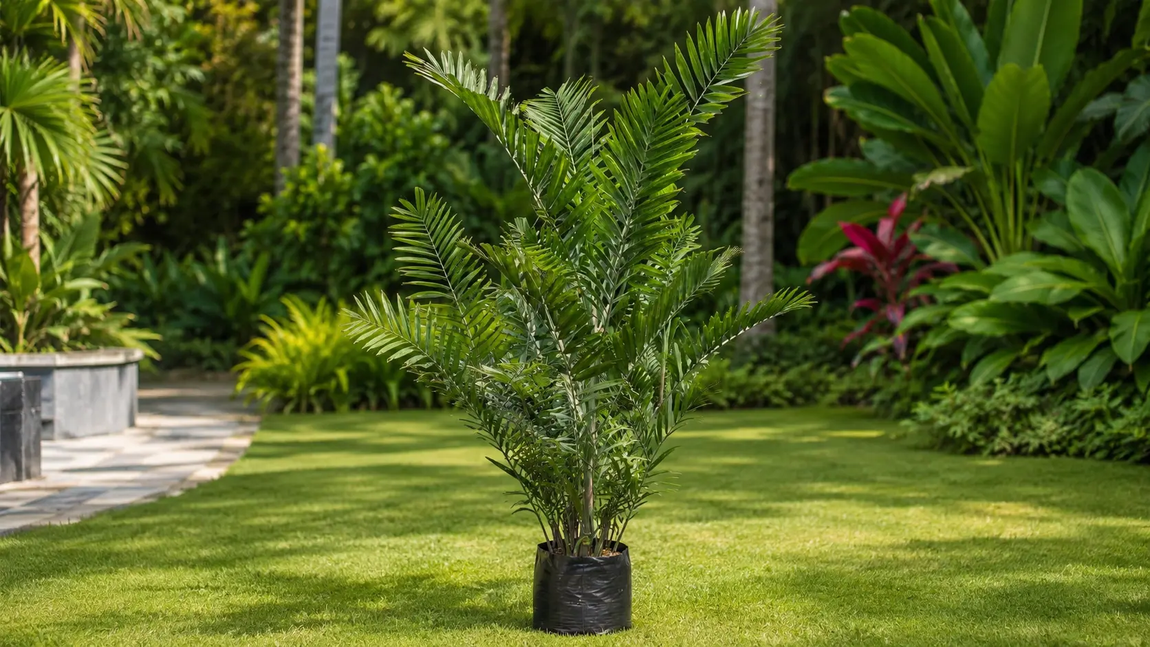 kentia palm tree with long arching fronds in a clean indoor setting