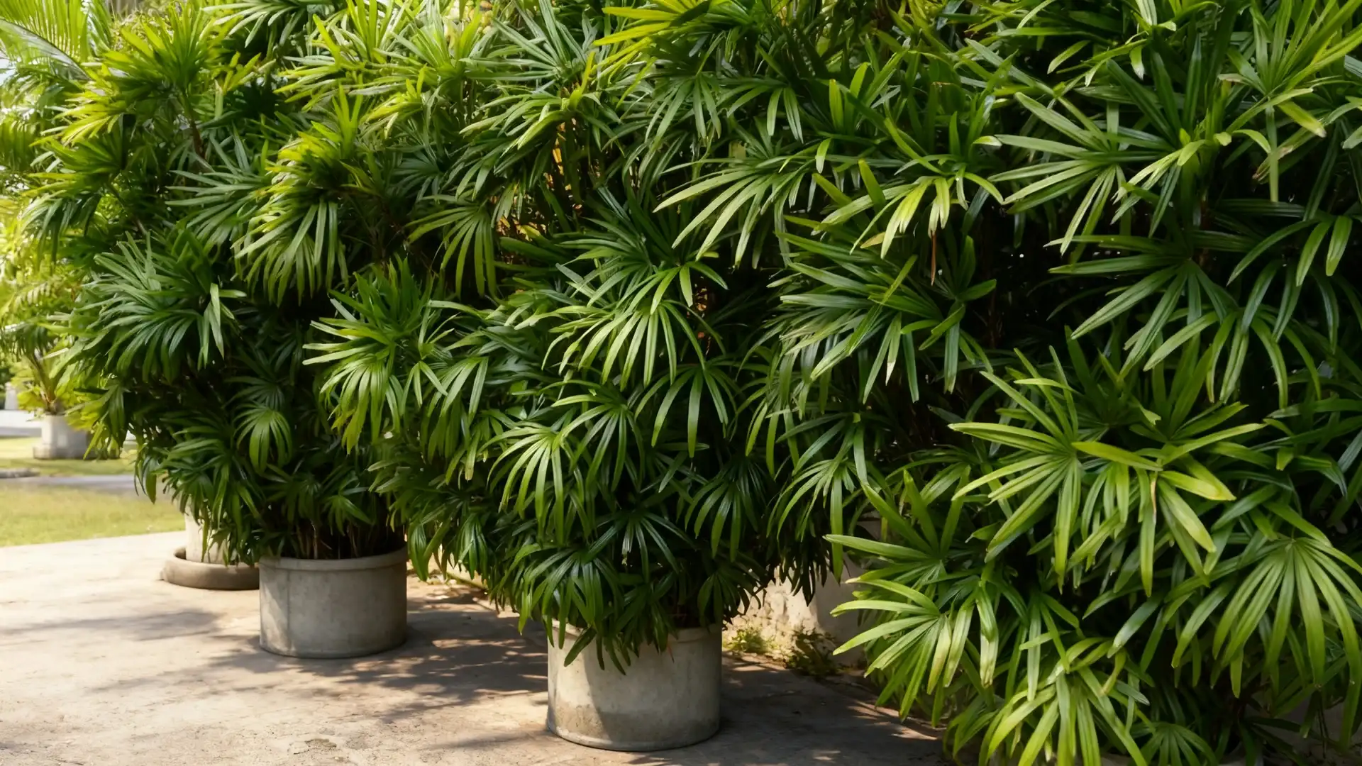 lady palm tree with fan shaped leaves in a simple plant setting