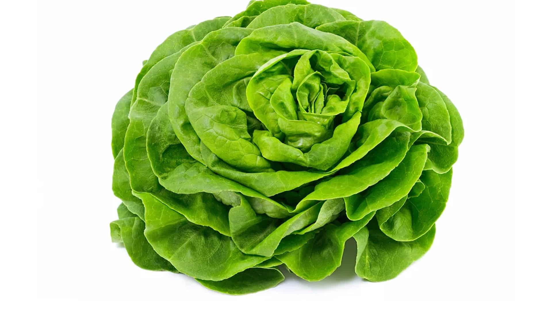lettuce-butterhead