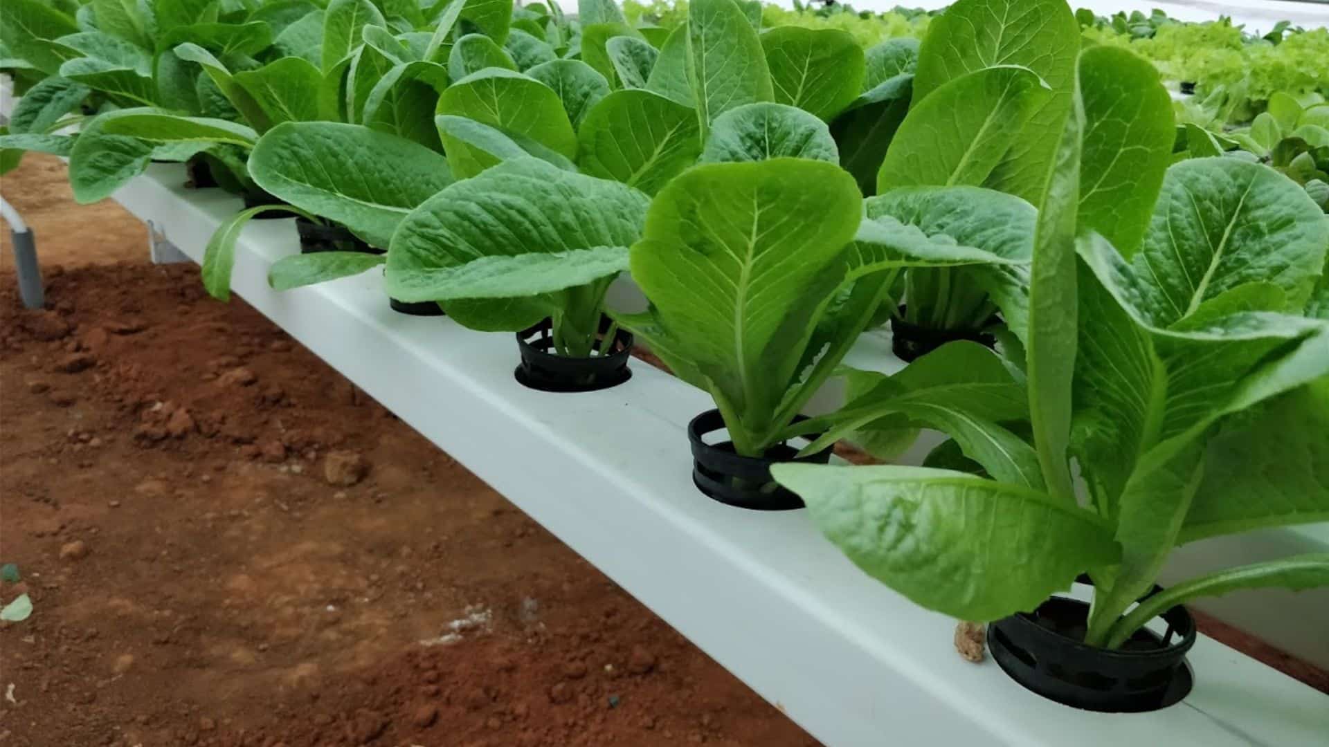 lettuce-romaine