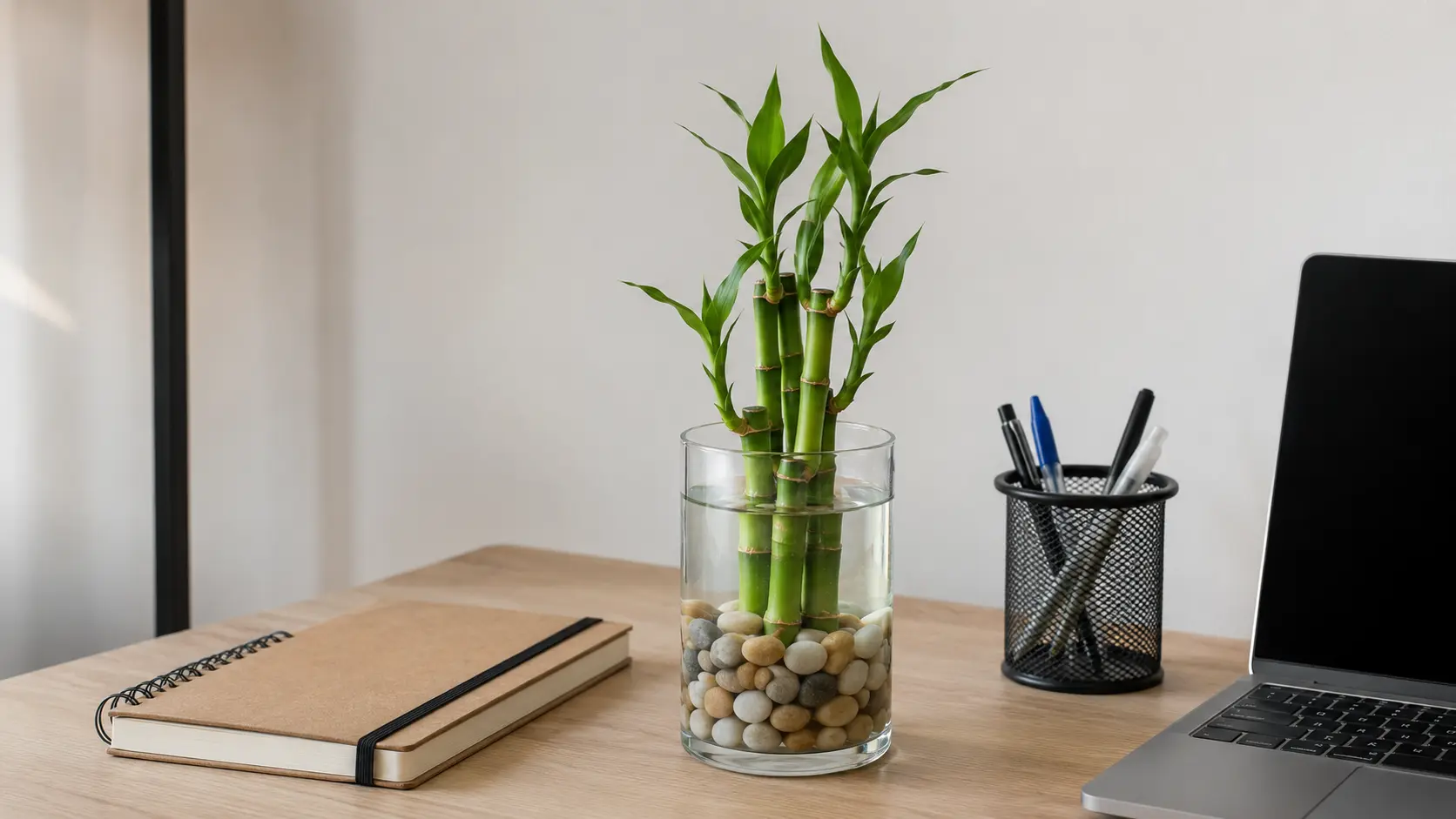 lucky bamboo growing in water with pebbles on a clean office desk