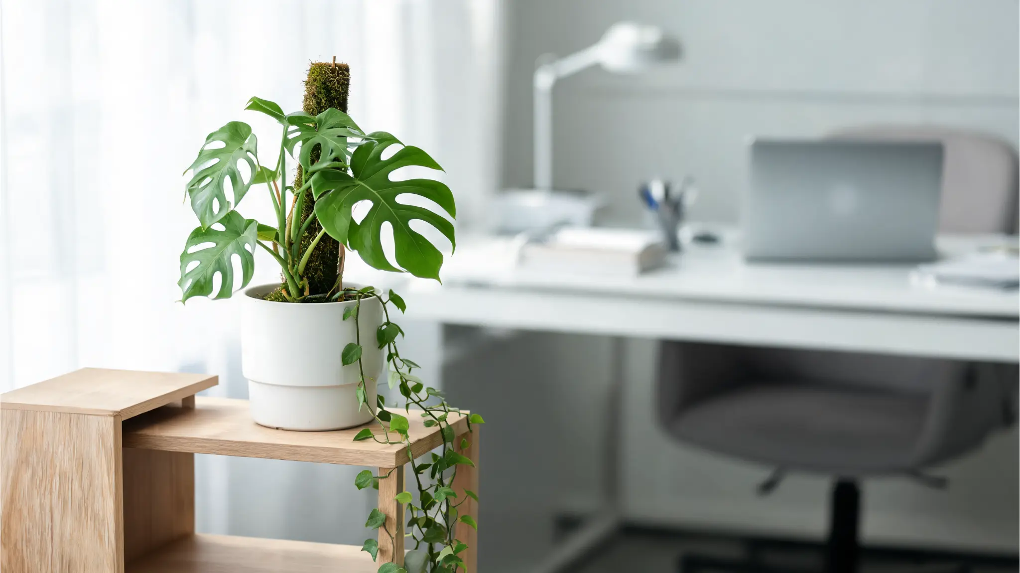 mini monstera with split leaves on a plant stand in a modern office