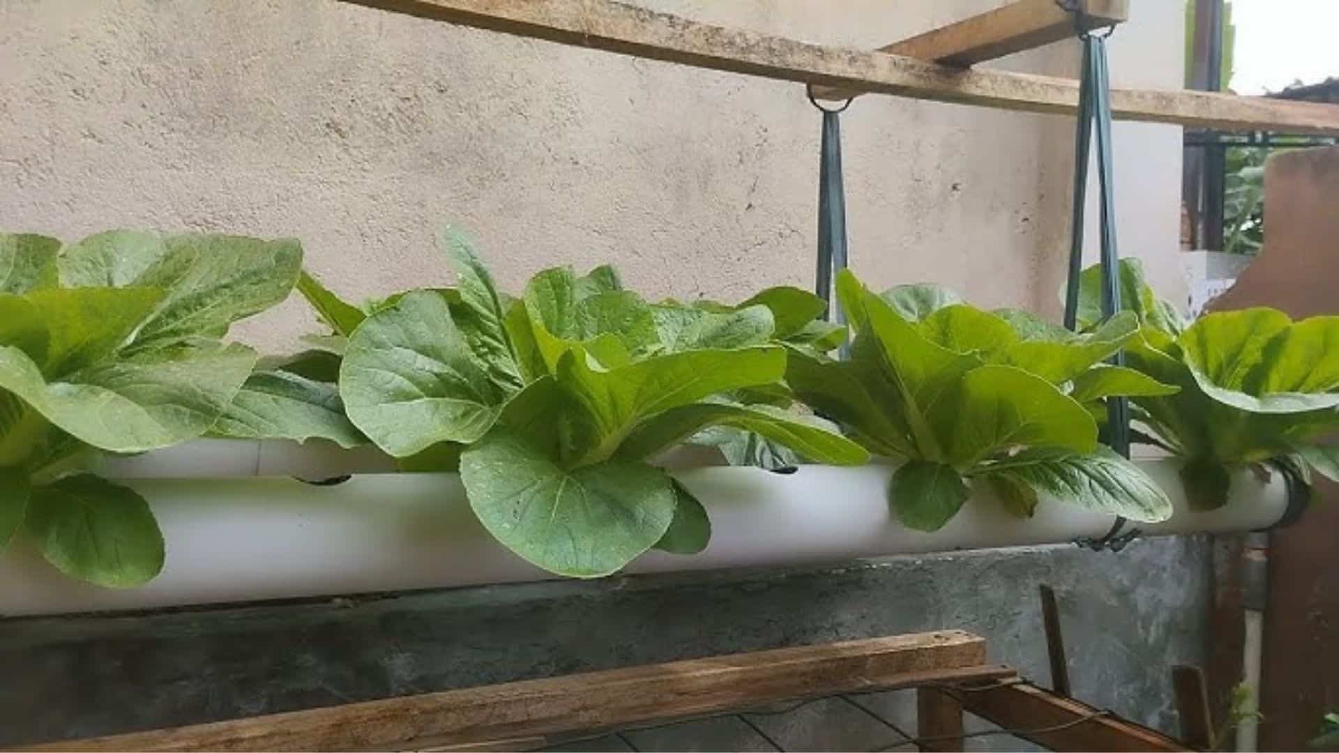 mustard-greens