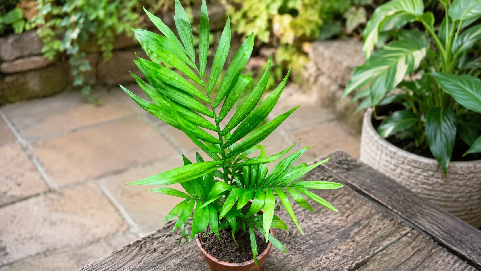 parlor palm tree with soft green fronds in a simple plant setting