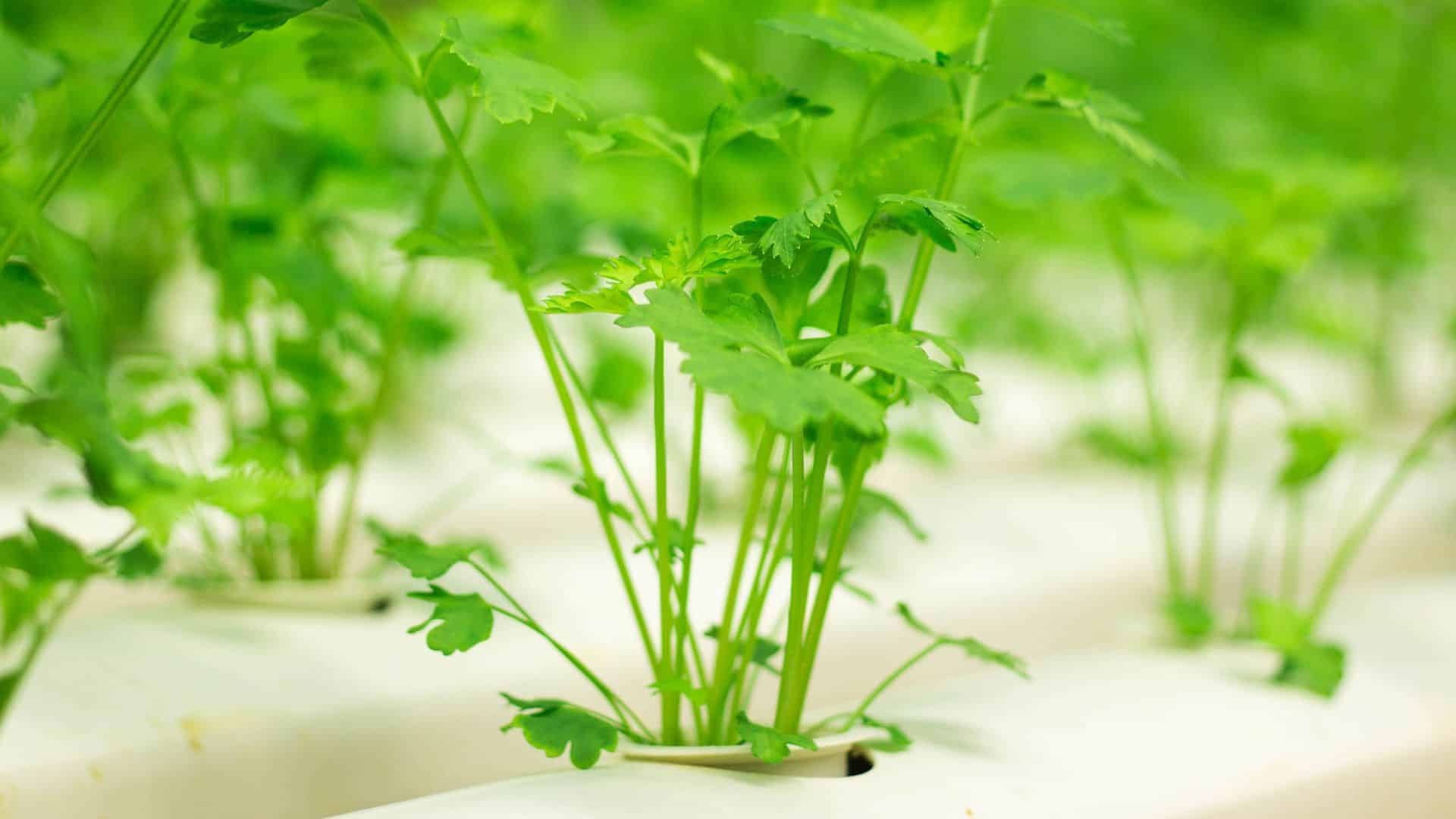 parsley