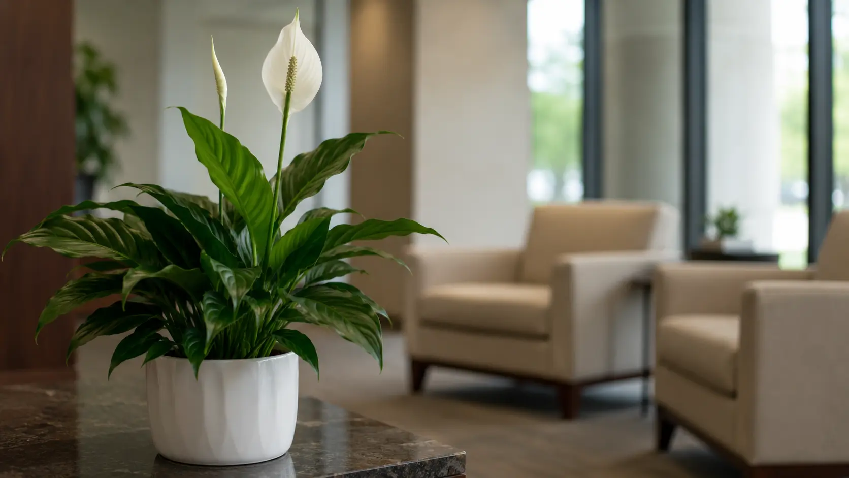 peace lily in a white pot on a reception table with office chairs in the background