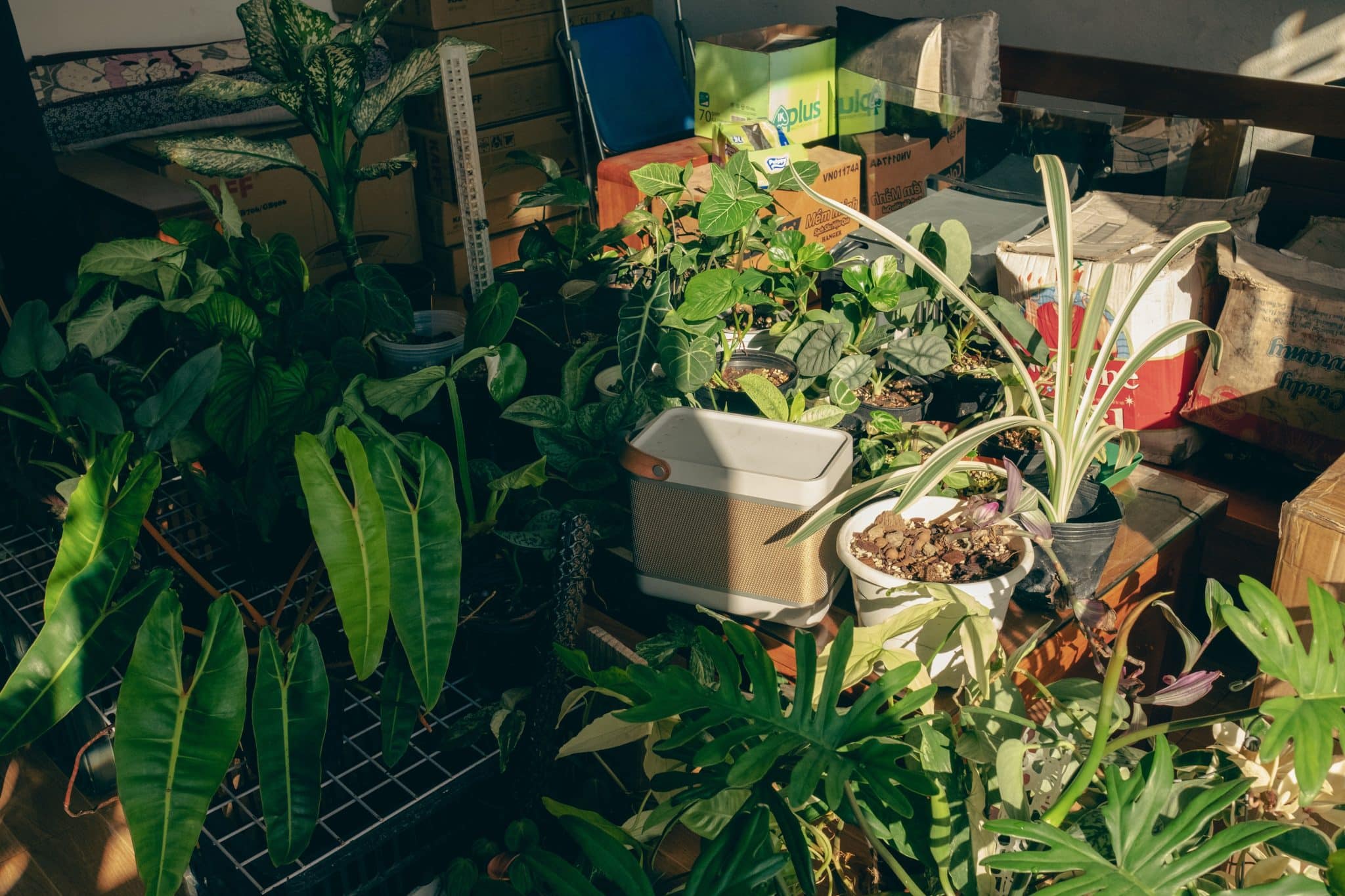 How to Move Your Garden: A Gardener's Playbook for Taking Plants With You When You Relocate