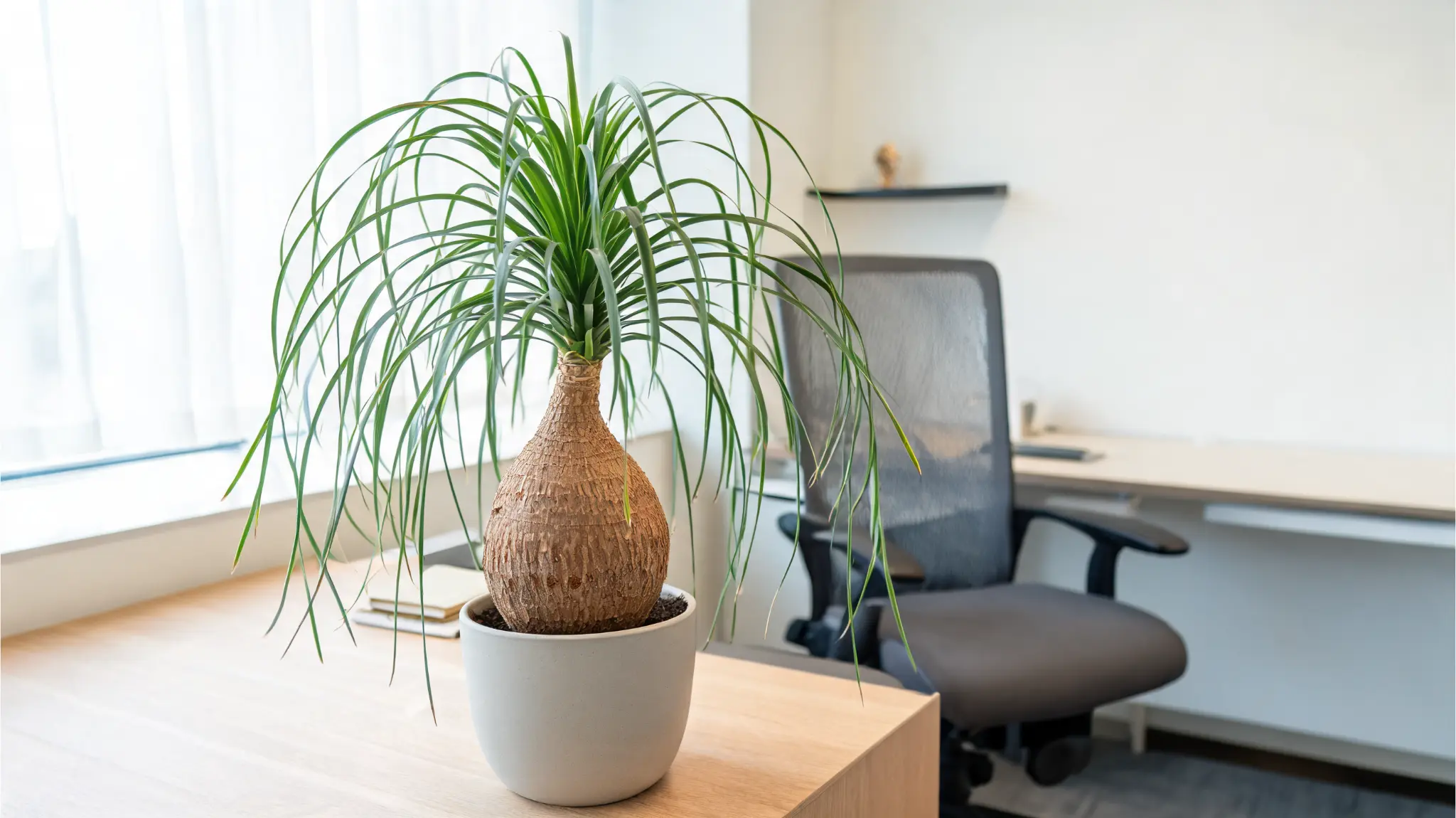 ponytail palm in a simple pot on a bright office shelf