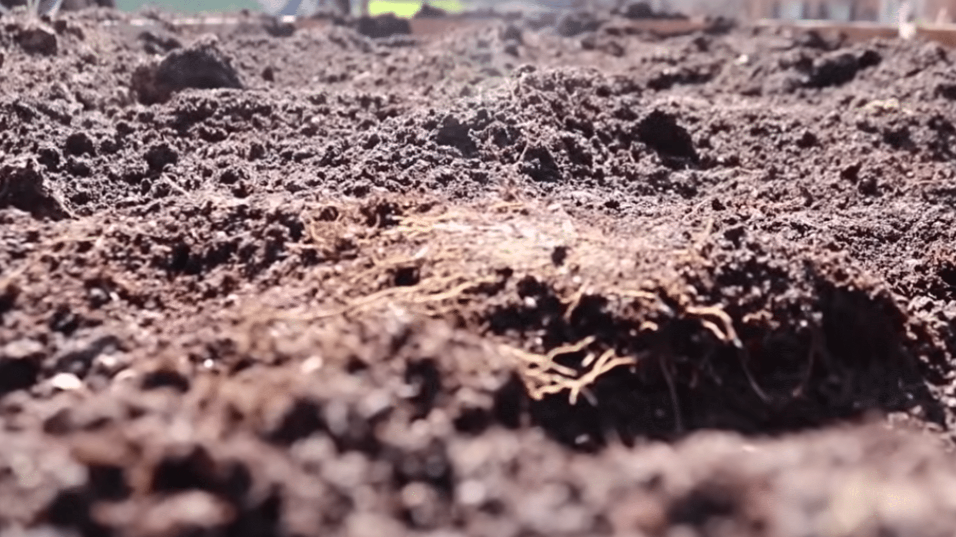 sunny garden bed with rich compost amended soil ready for planting tomatoes with healthy roots