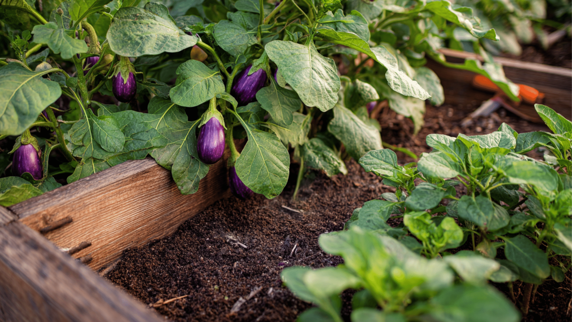 purple eggplants growing in a raised garden bed with green leafy plants and fresh soil in an outdoor vegetable garden