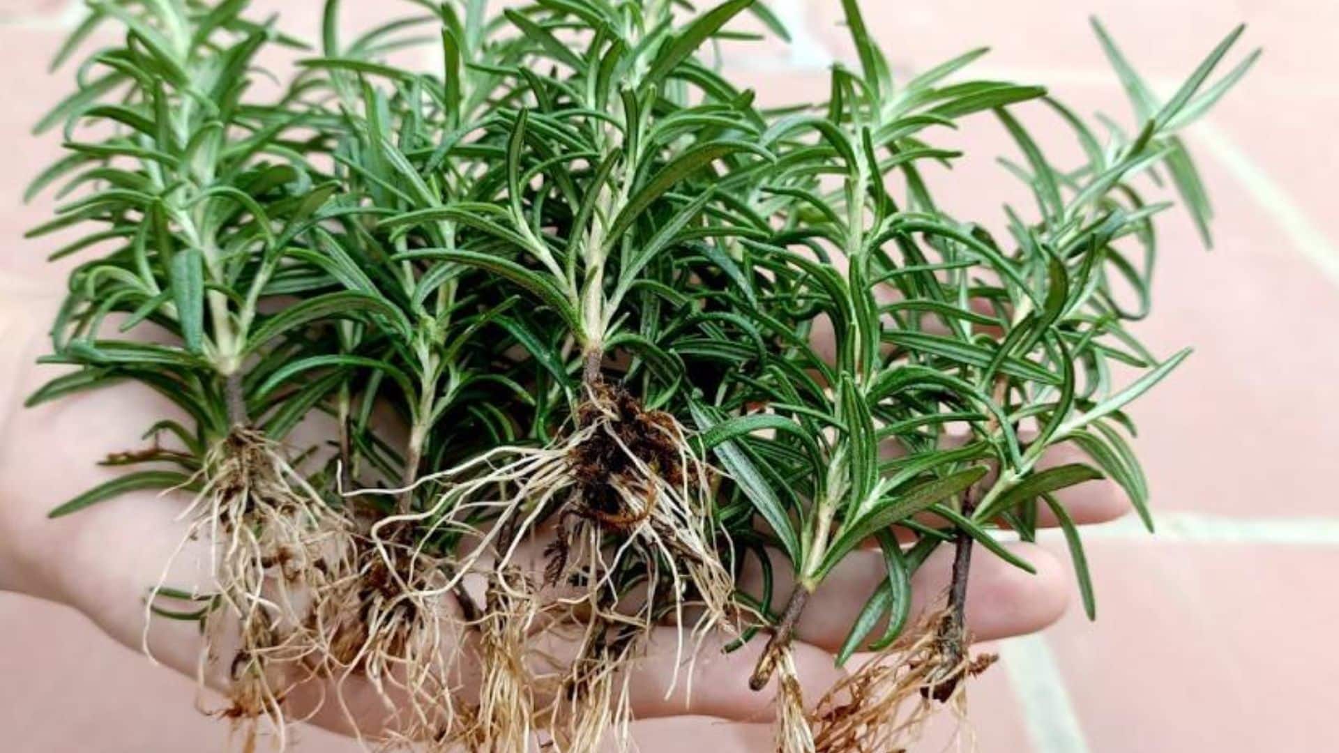 rosemary