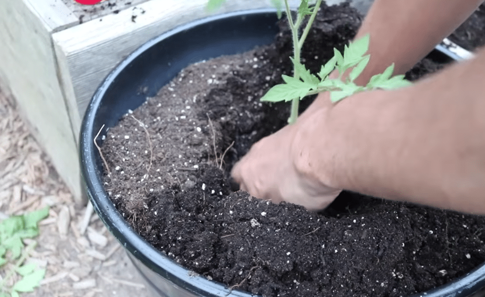 hands planting tomato seedlings deep in soil with proper spacing to allow strong growth and airflow