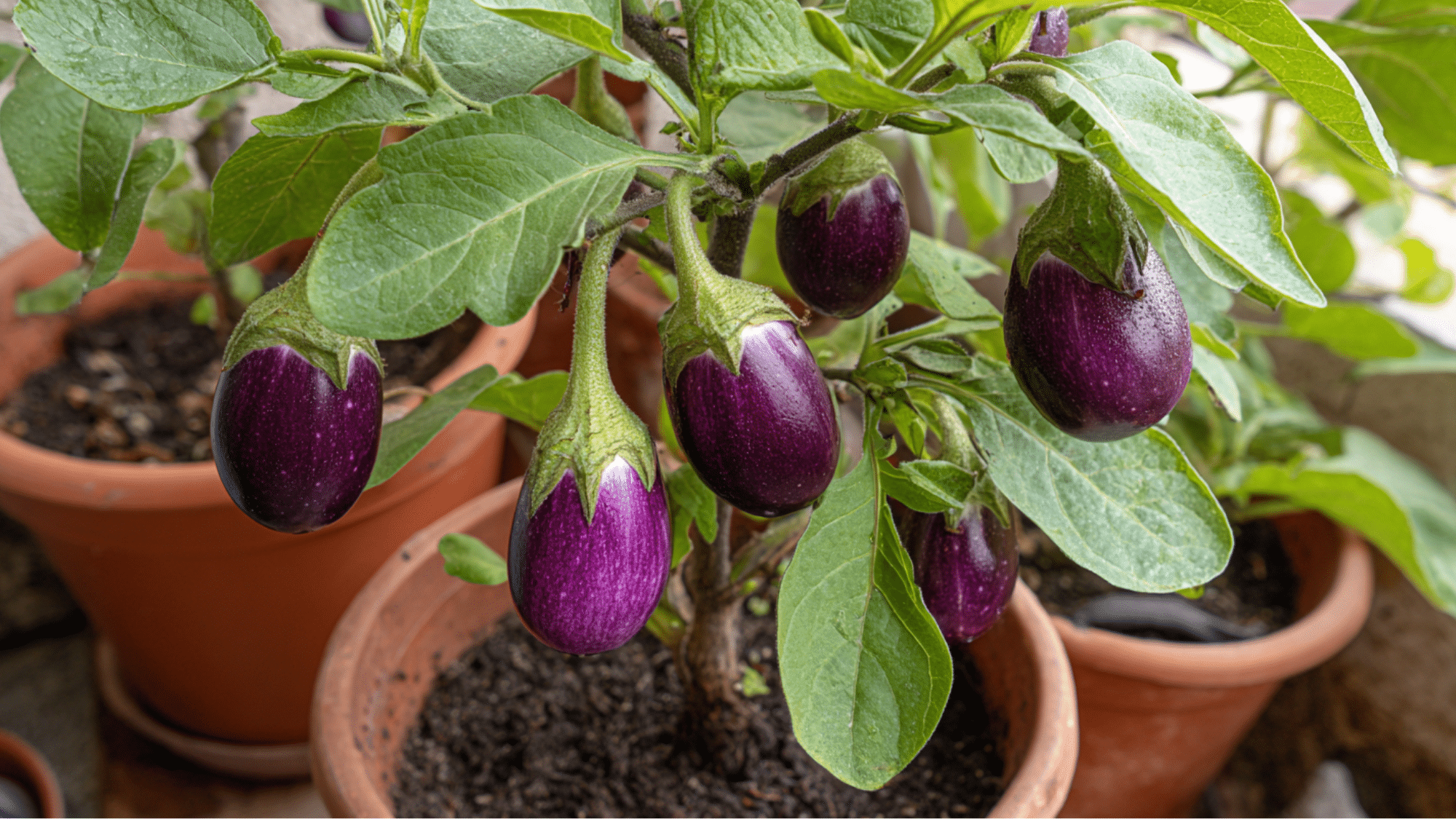 small purple eggplants growing on a healthy potted plant with green leaves in a home garden setting outdoors