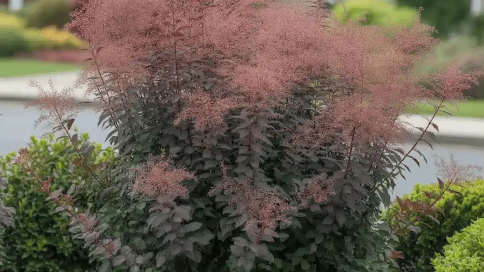 Smokebush-shrub-image