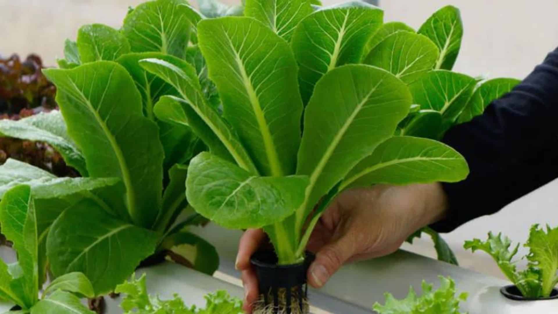 spinach
