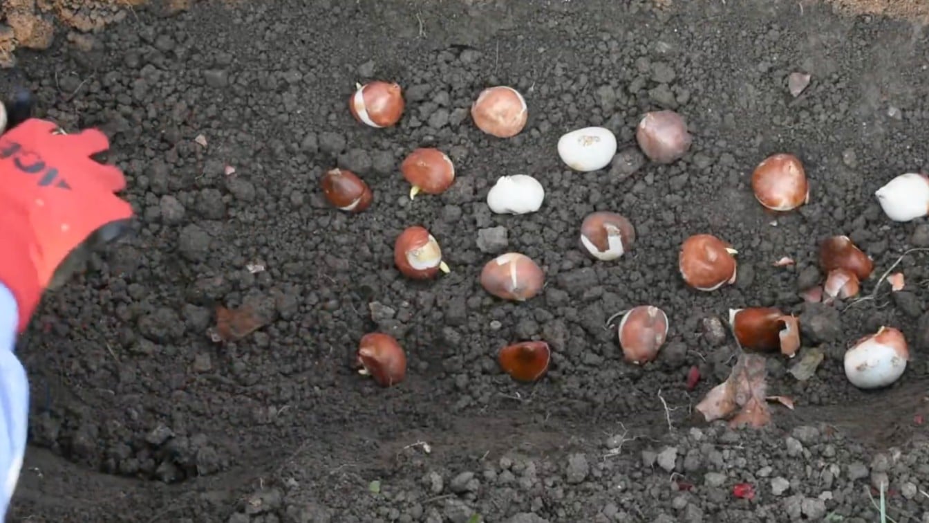 spring bulbs laid out on dark garden soil before planting in a backyard flower bed for spring blooms