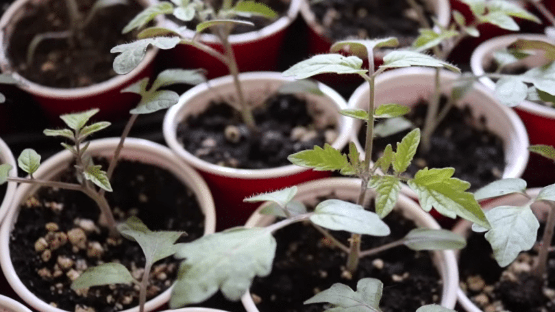 tomato seeds sprouting indoors in trays with good soil heat mat and strong light for healthy seedlings