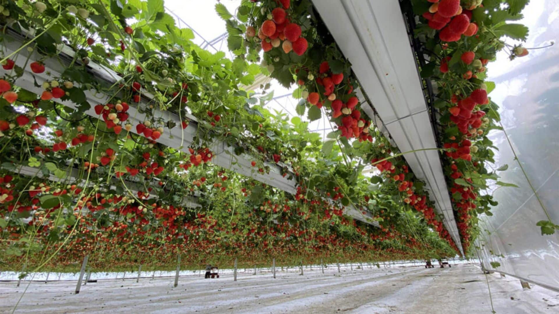 strawberries
