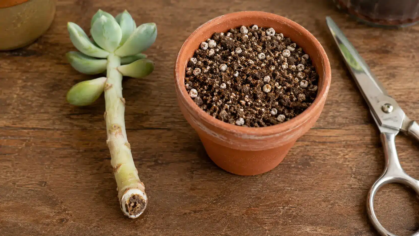 succulent stem cutting propagation with calloused stem and dry cactus soil