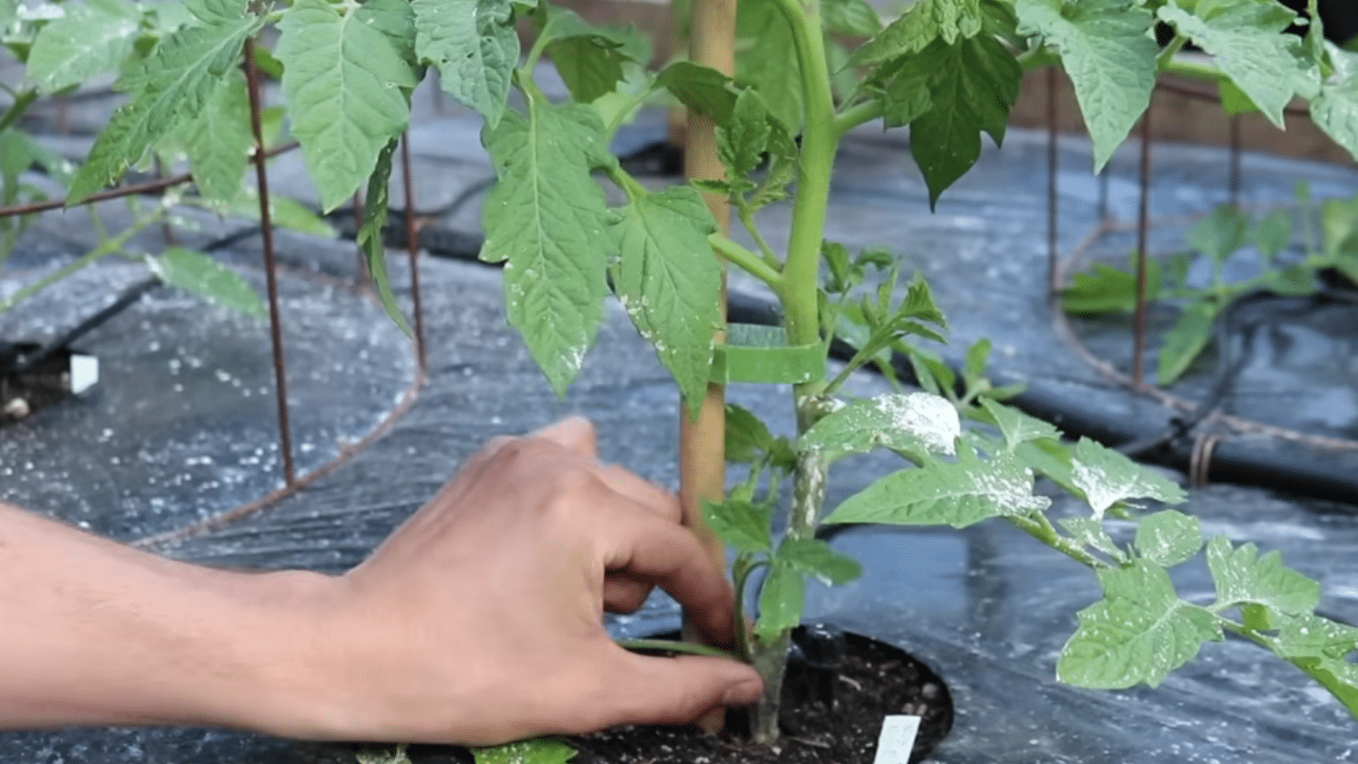 tomato plants tied to stakes and cages with lower branches pruned for better airflow and stronger stems