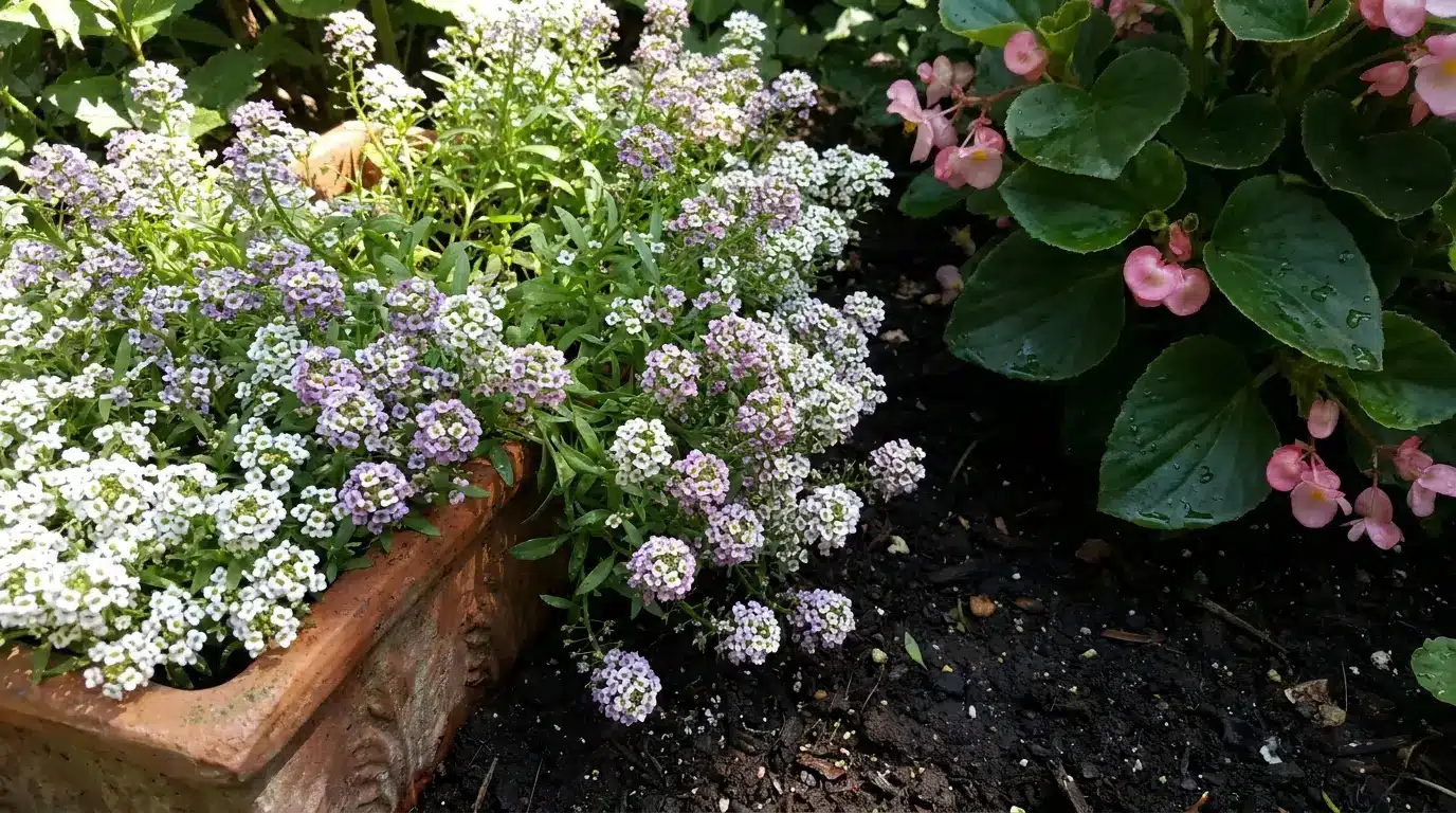 sweet alyssum blooming along a shaded edge with tiny flowers and soft low summer growth