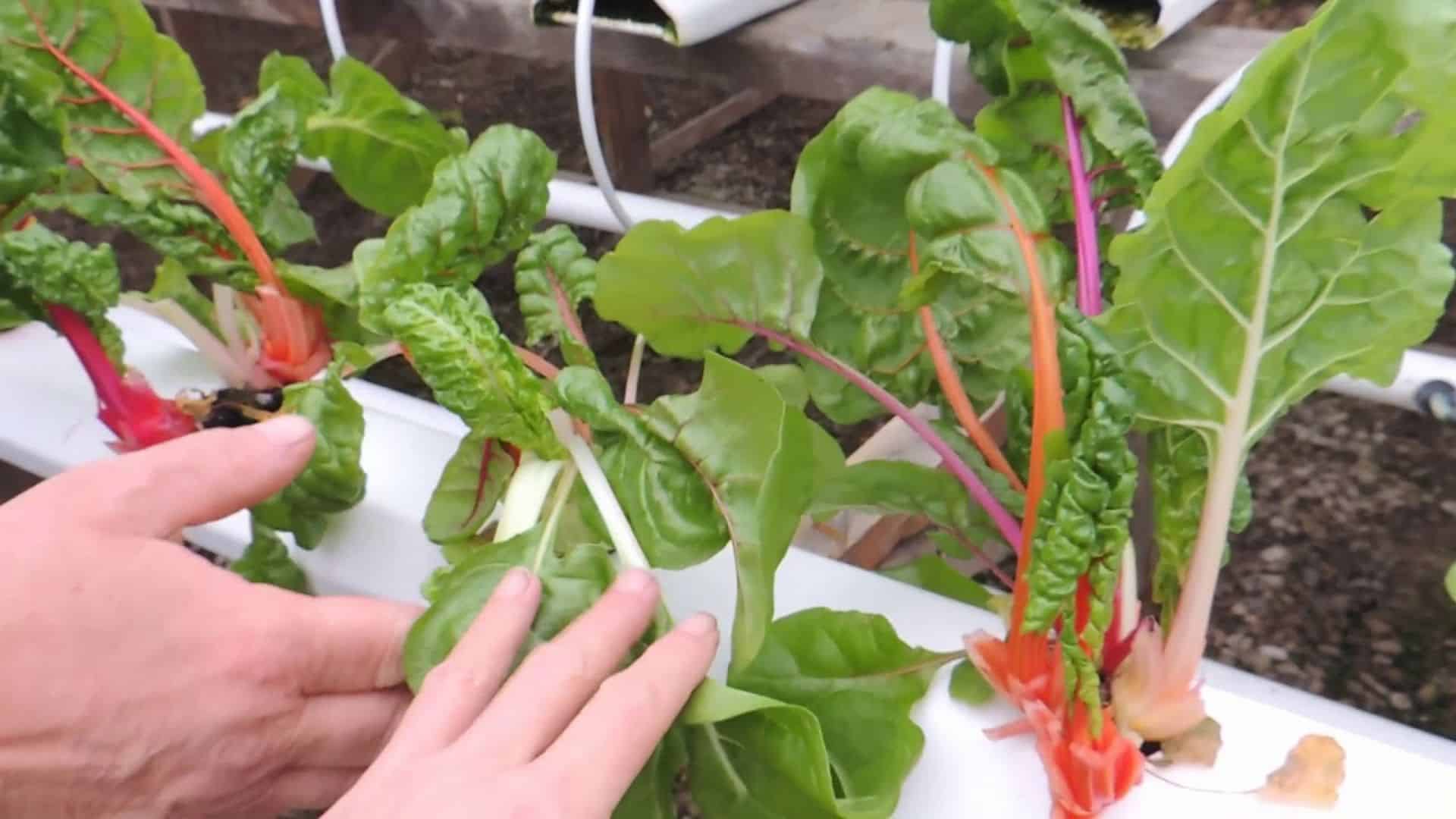swiss-chard