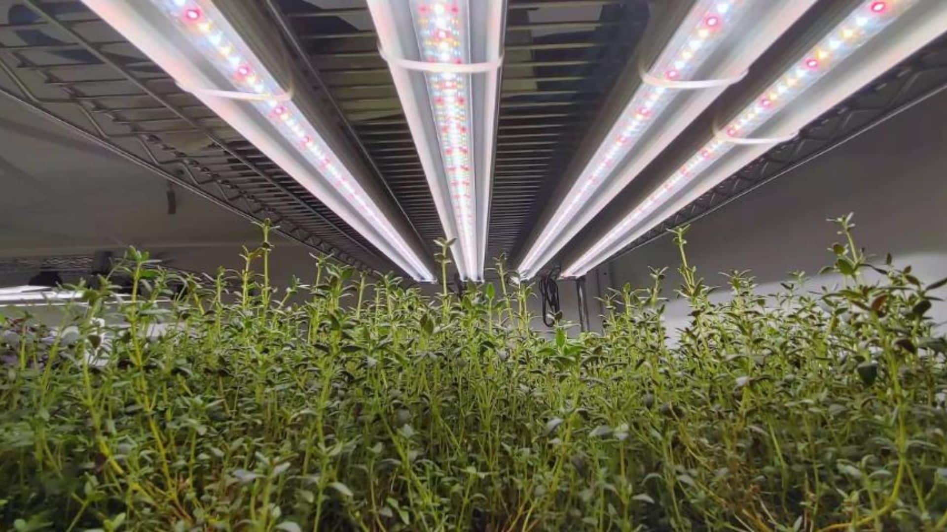 thyme