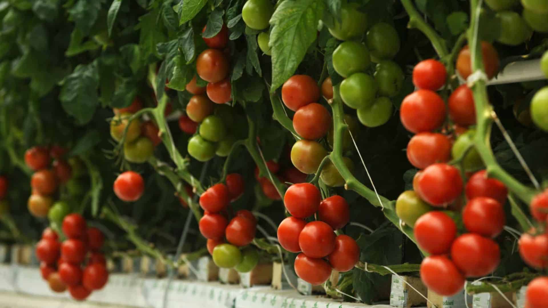 tomatoes