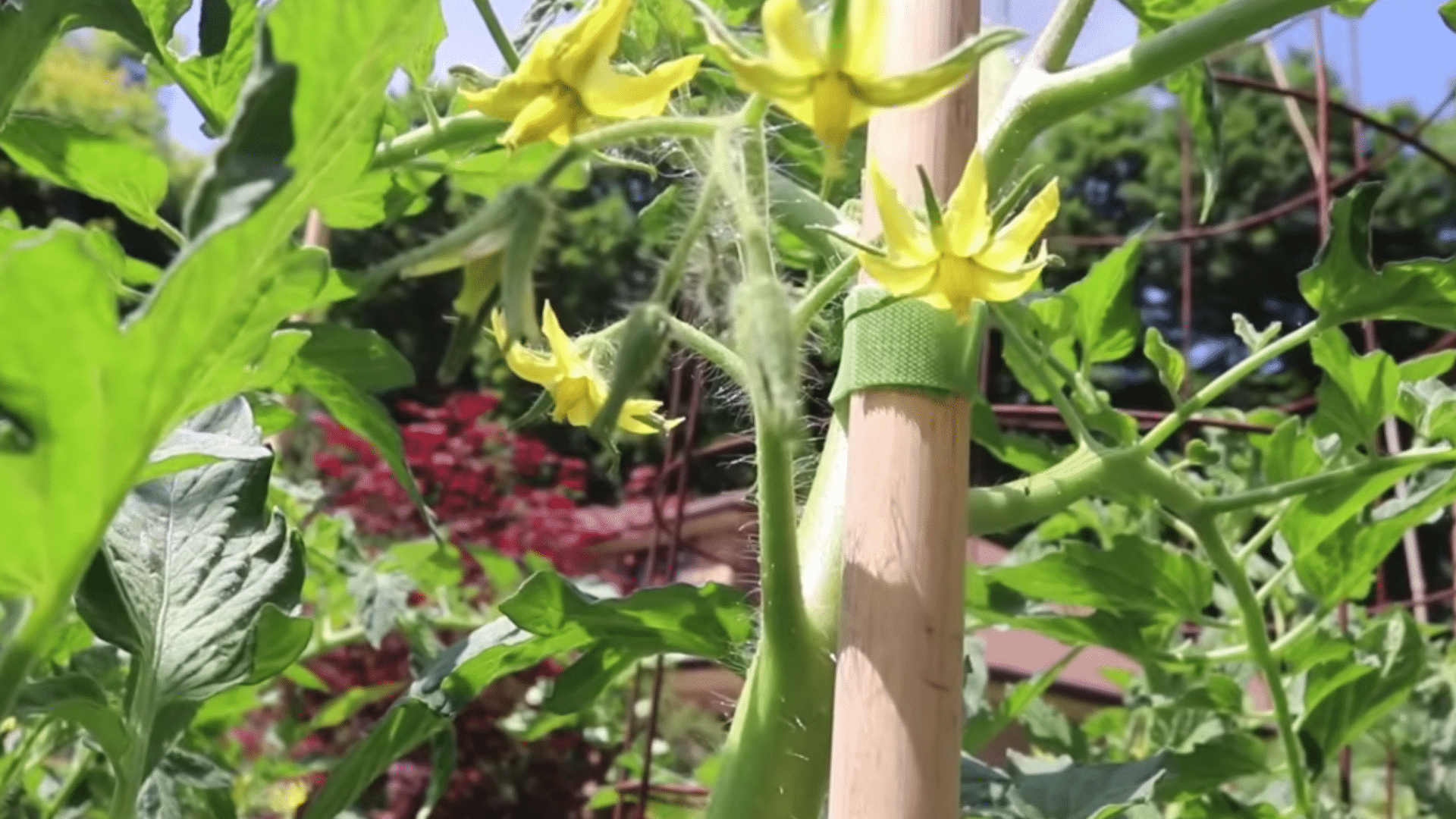 tomato plants with flowers and small fruits monitored for pests diseases and signs of blossom end rot