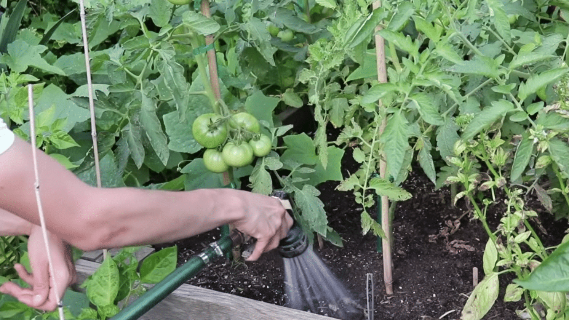 watering tomato plants at base with deep irrigation and mulch around to maintain steady soil moisture