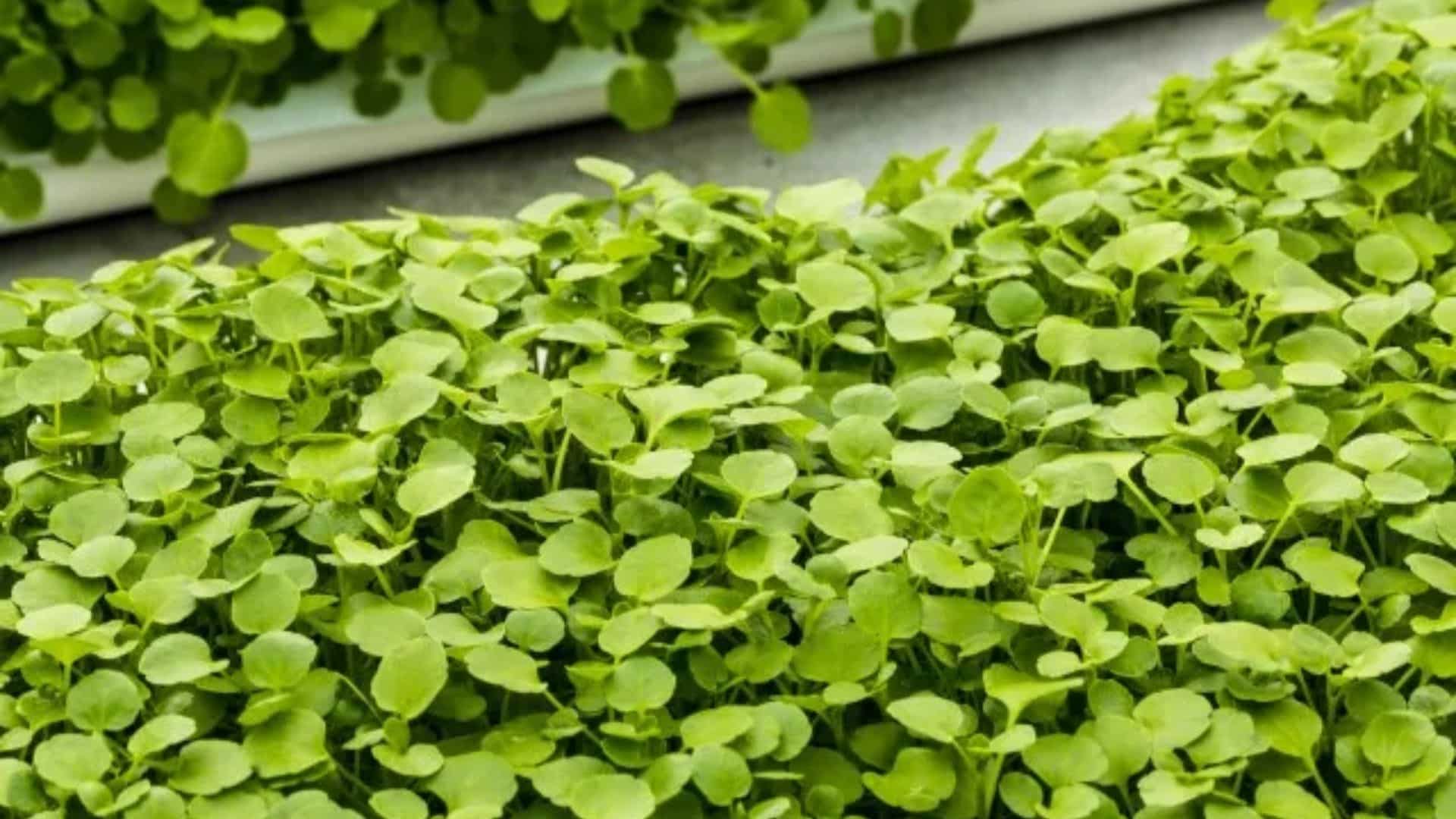 watercress