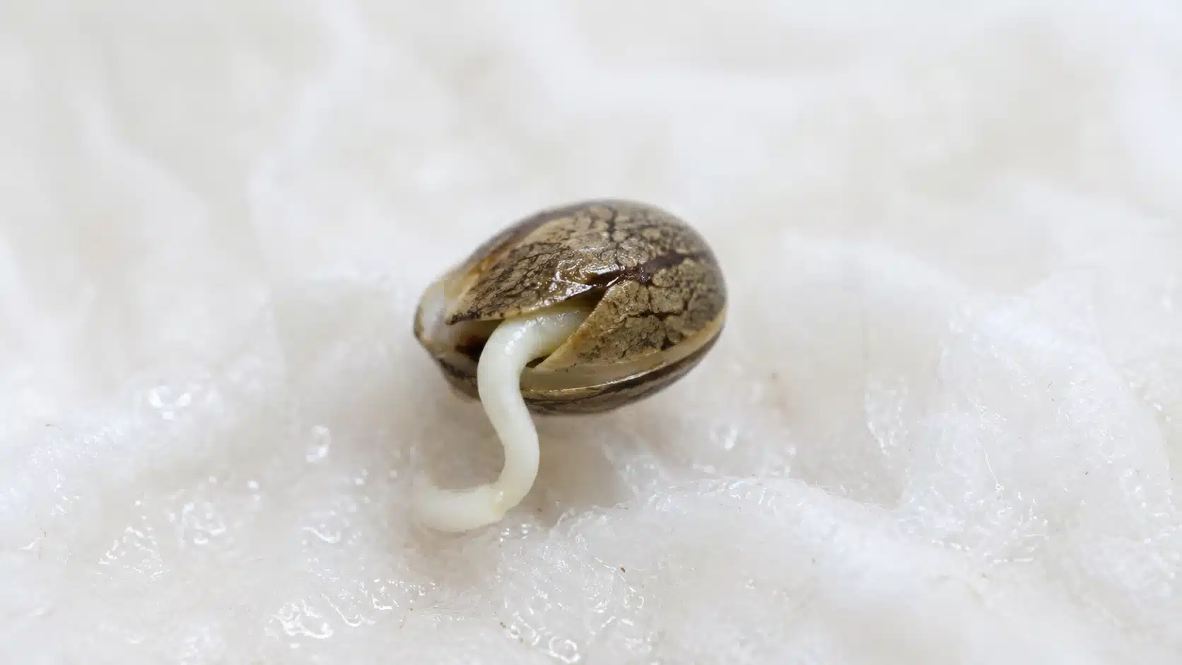 weed plant stages show a cannabis seed split open on a damp paper towel with a white taproot during germination phase