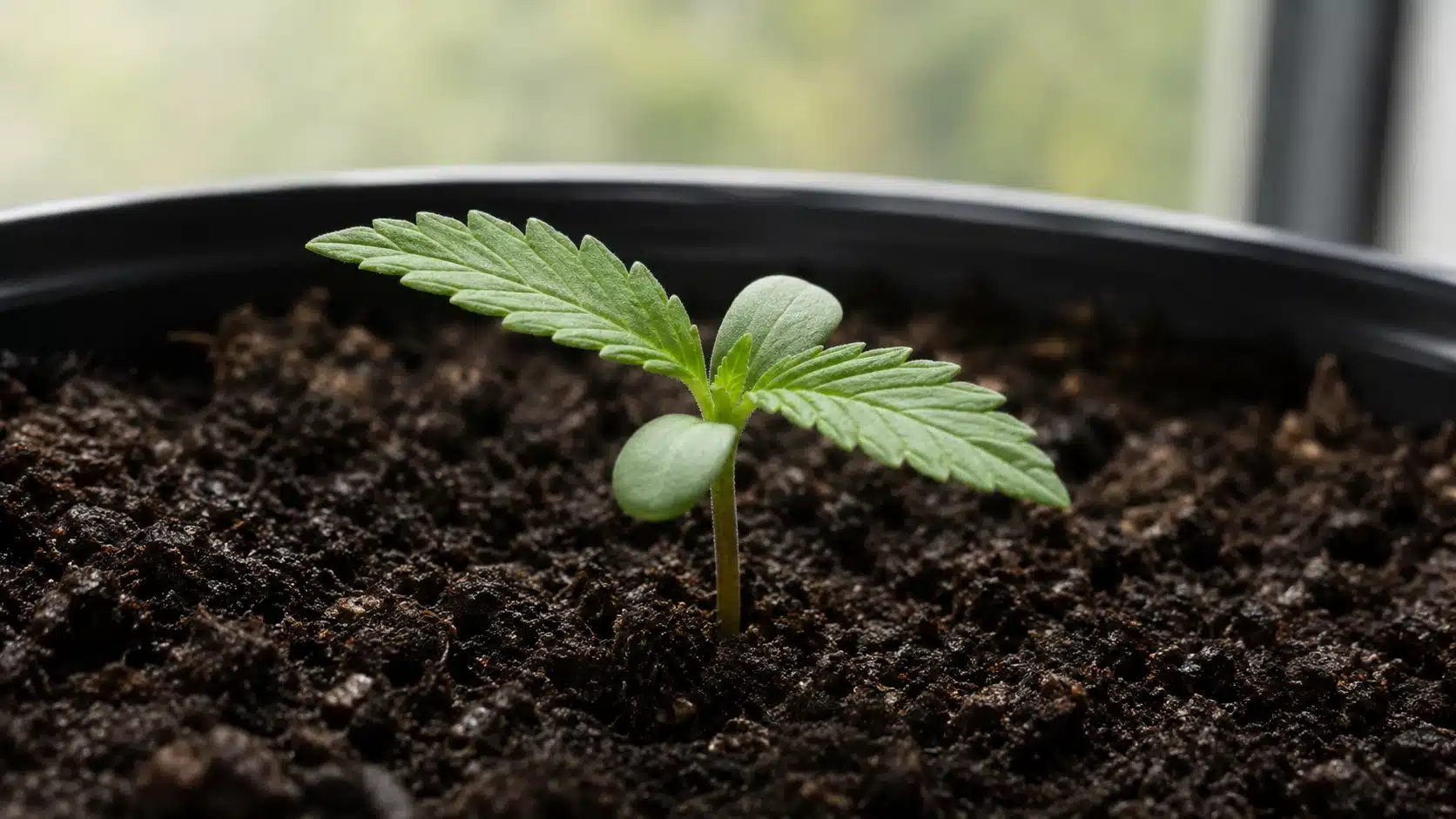 weed plant stages show a young cannabis seedling with round cotyledons, serrated leaves, and moist soil in a black pot