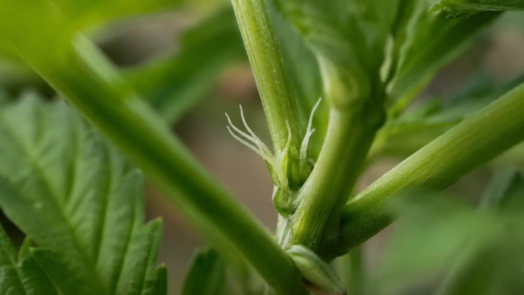 weed plant stages show cannabis pre-flowering node with white pistils emerging from green calyx between stems
