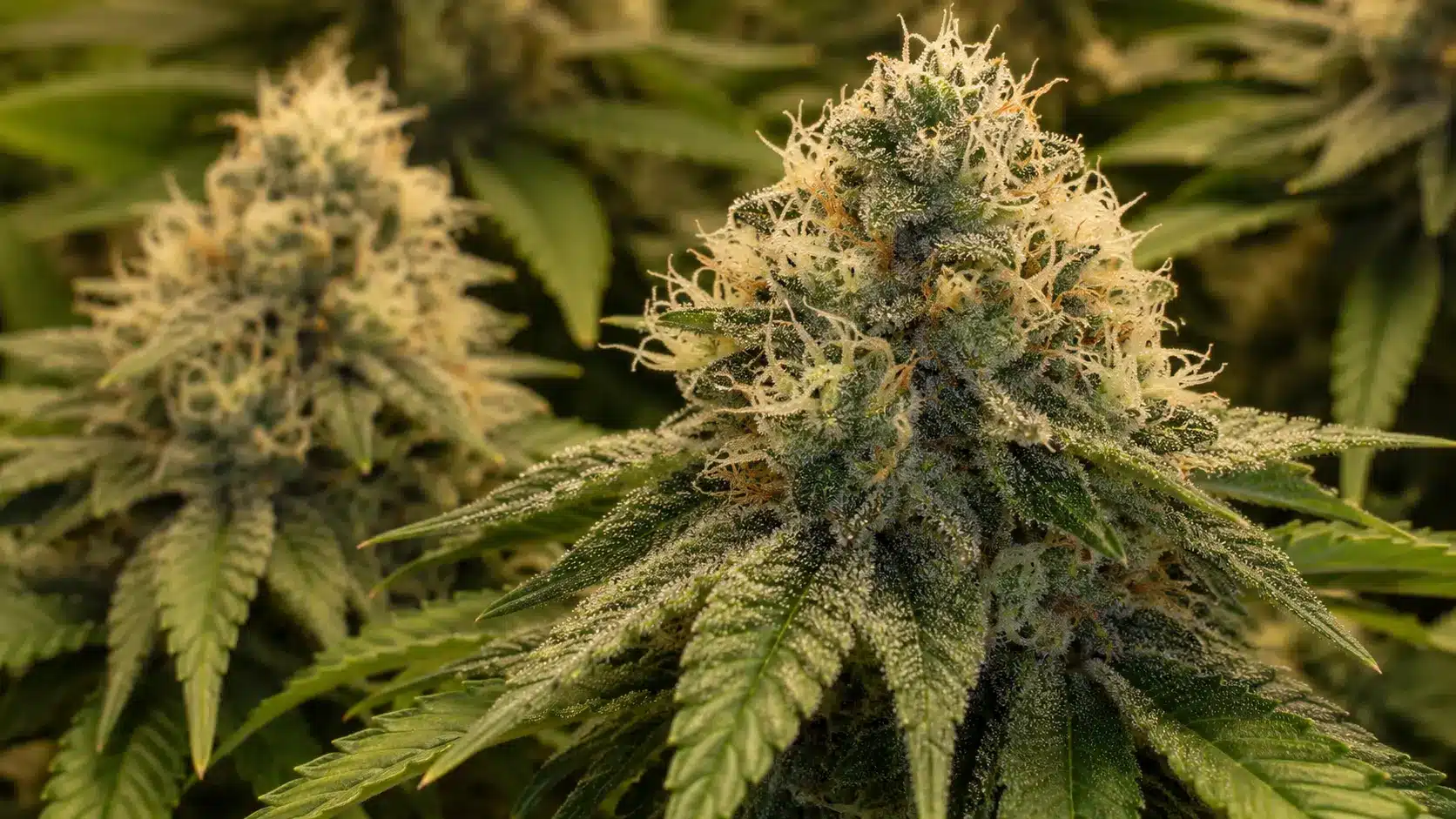 weed plant stages show flowering cannabis buds with frosty trichomes, white, orange pistils, and resin-coated leaves